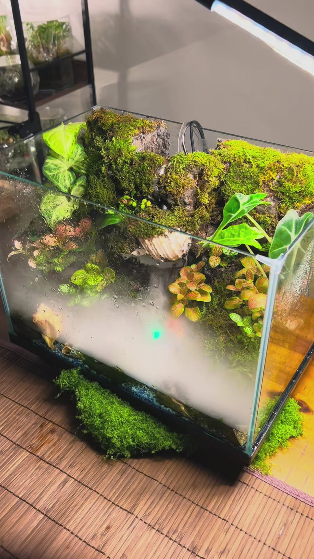 Luxury Paludarium – Sydney Made Living Water & Land Ecosystem | TerraVera