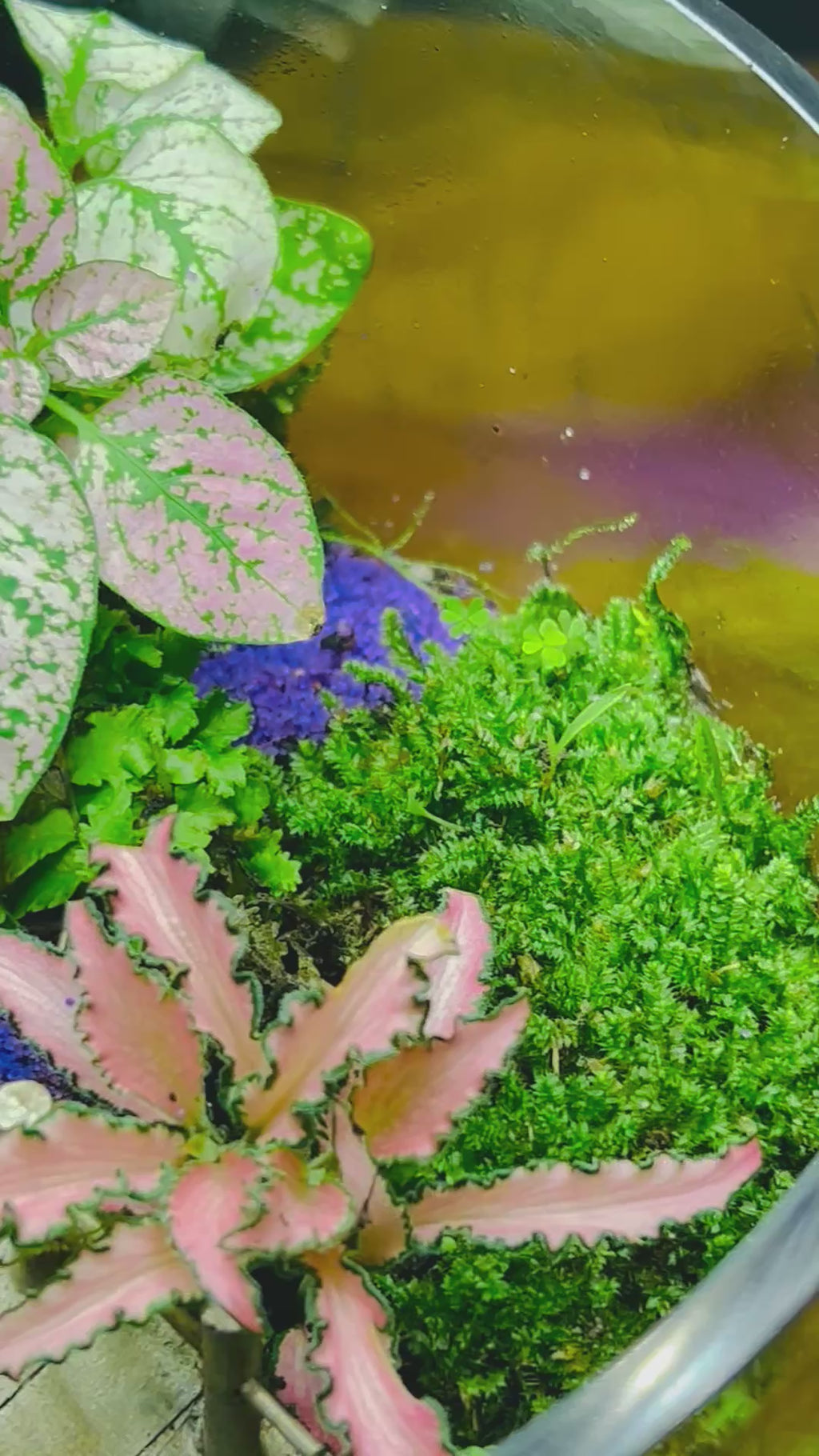 Golden Bridge & Cottage Terrarium