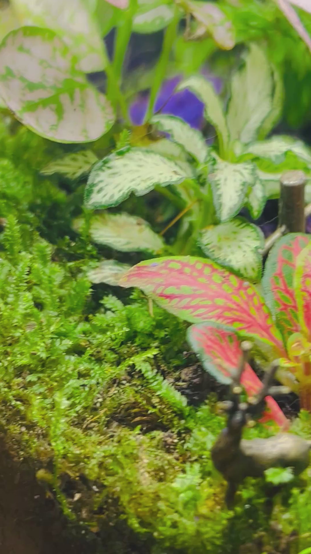 Golden Bridge & Cottage Terrarium