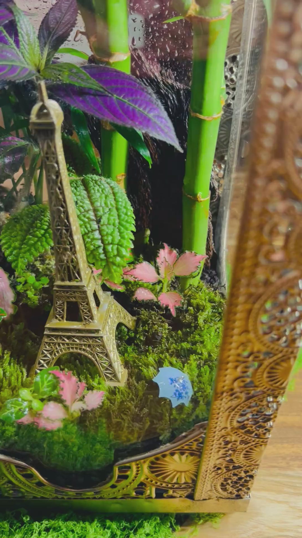 Paris in Bloom/Turkish  Lantern Open Terrarium