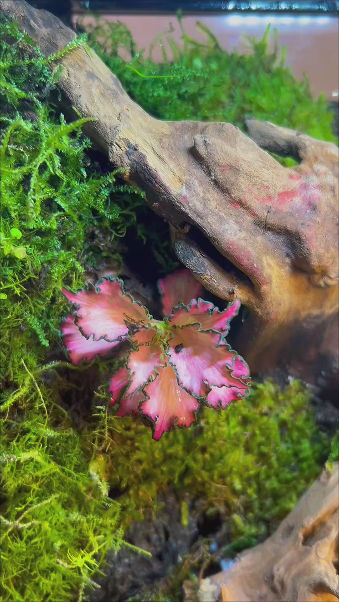 Second Life — Vertical Living Terrarium