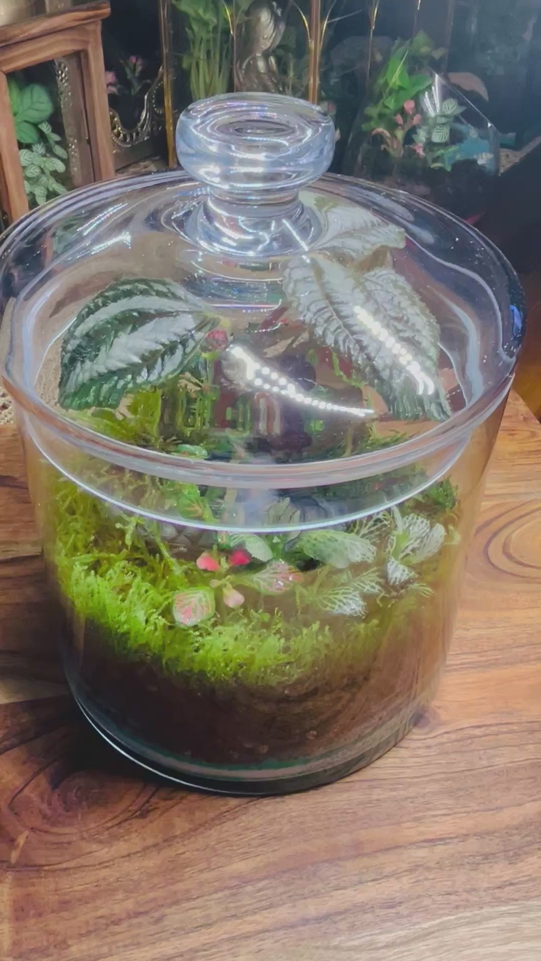 Vintage Shoe Terrarium