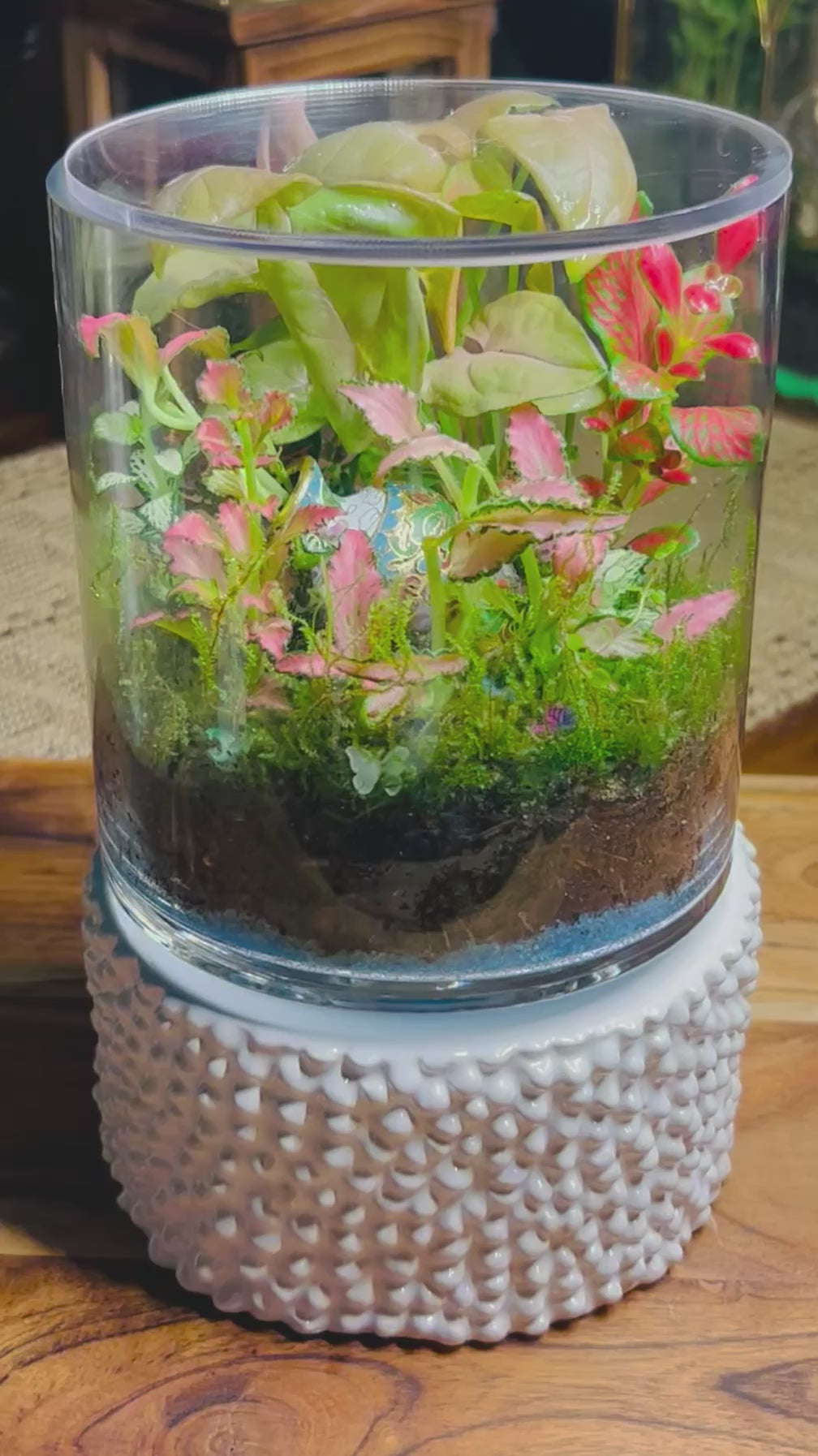 Antique Chinese Vase Terrarium