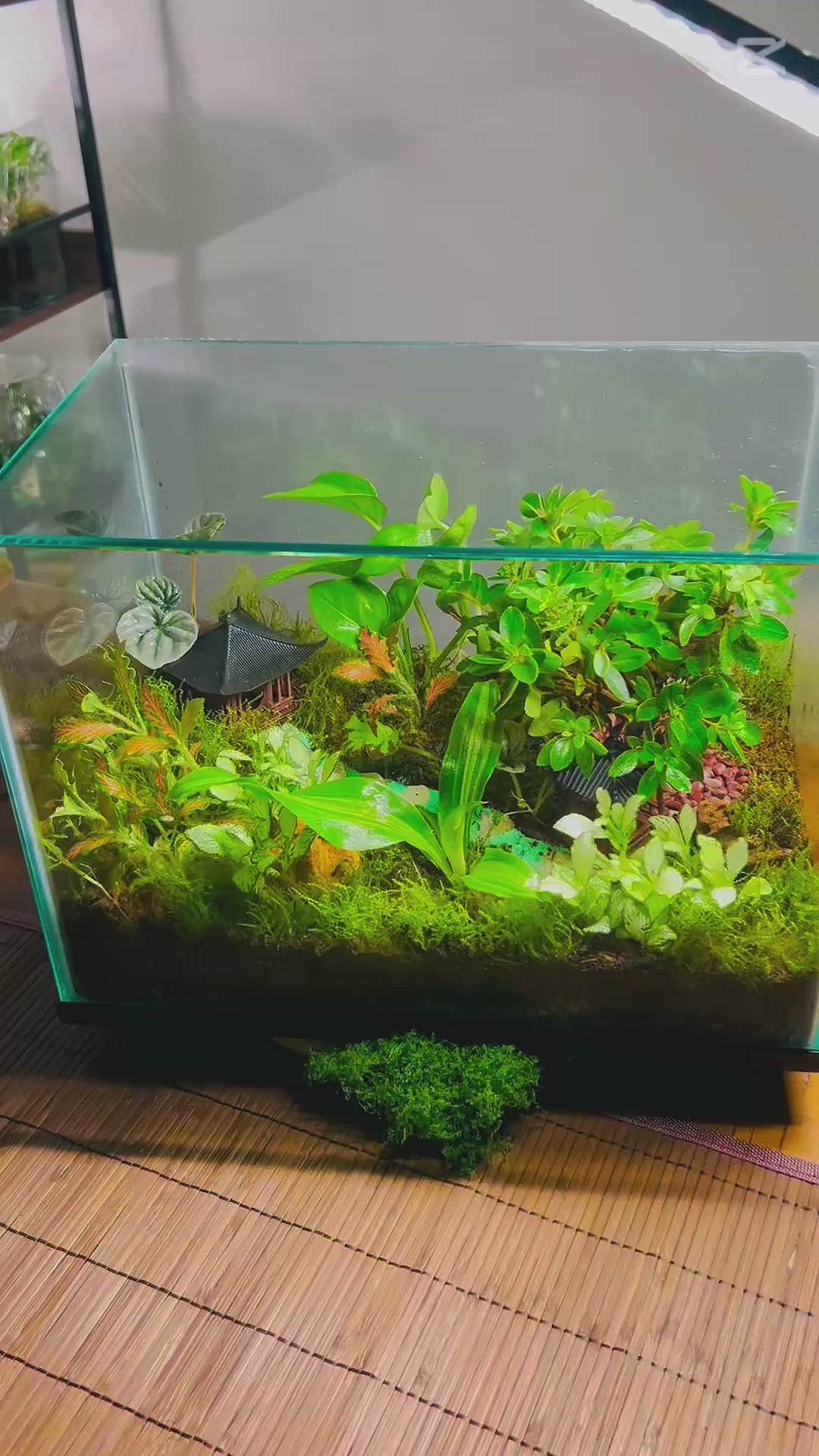 Zen Garden Bonsai Terrarium