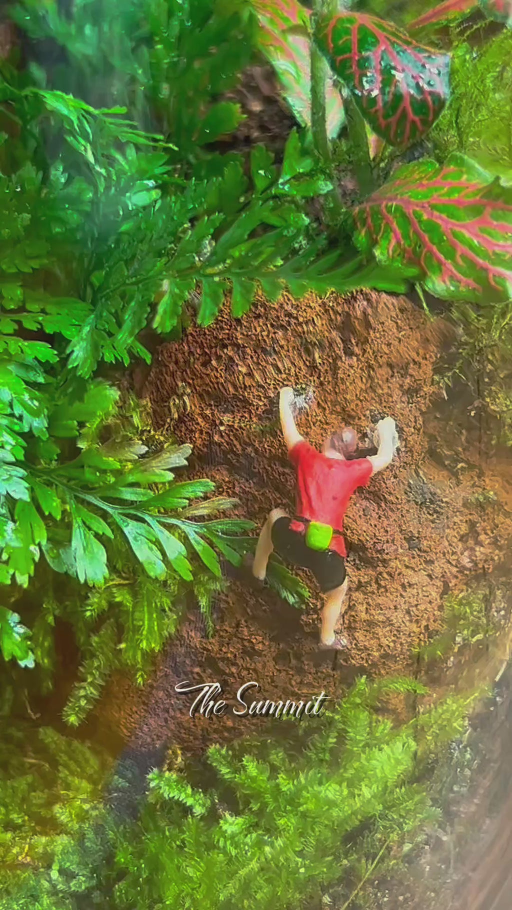 The Summit – Living Adventure Terrarium